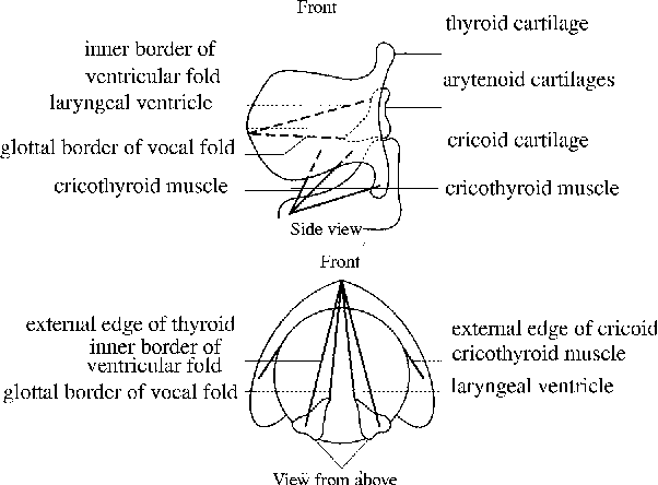 view ultrastructure